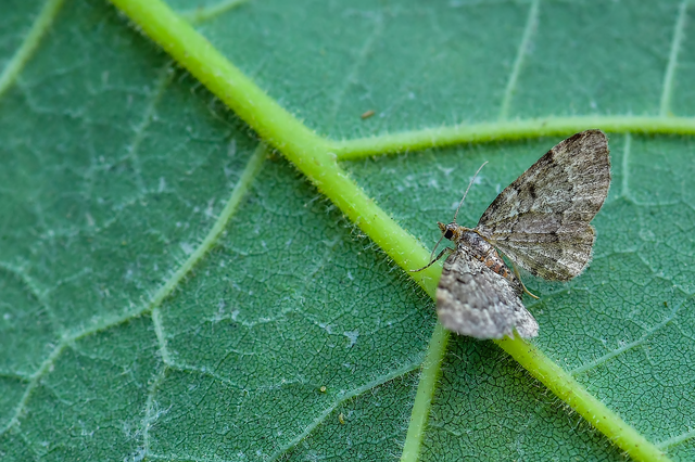 Pasiphila chloerata - hamvas törpearaszoló
