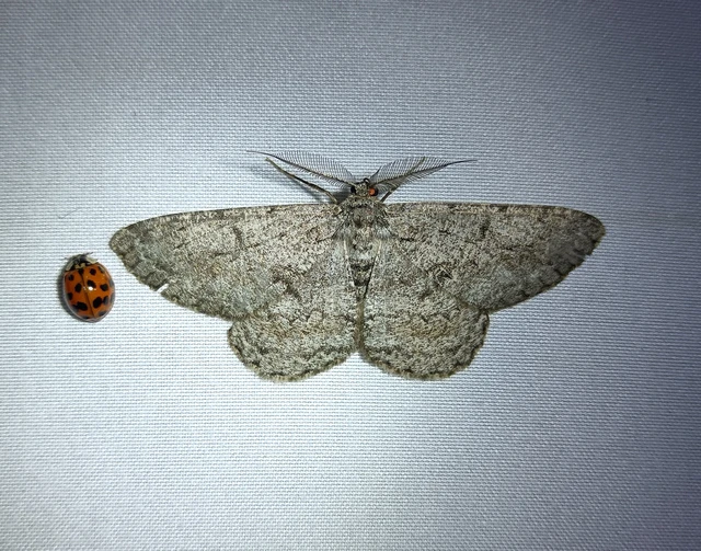 Hypomecis roboraria - nagy tölgyfaaraszoló