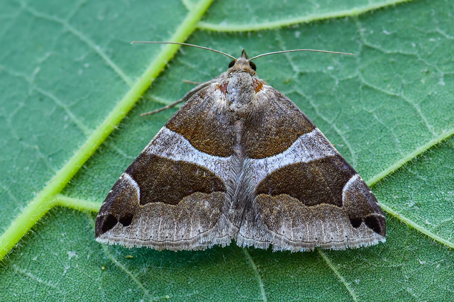 Dysgonia algira - déli porcelánbagoly