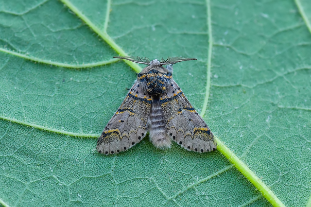 Furcula furcula - szürke púposszövő