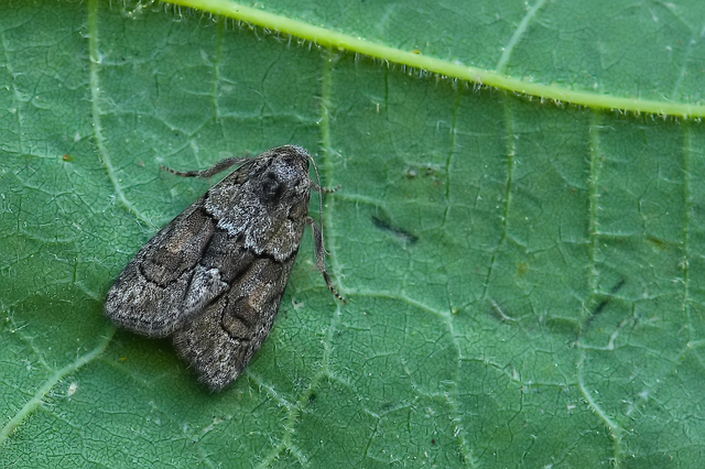 Cryphia fraudatricula - homoki zuzmóbagoly