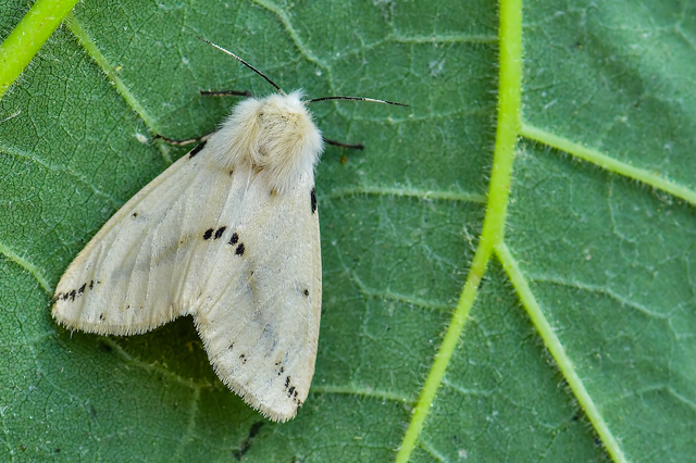 Spilarctia lutea - sárgás medvelepke