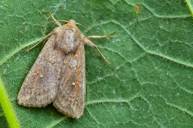 Mythimna albipuncta - fehérpettyes rétibagoly