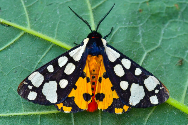 Arctia villica - fekete medvelepke
