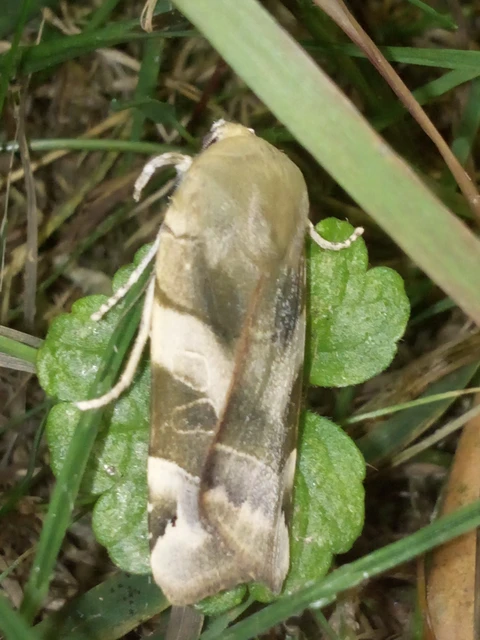 Noctua fimbriata - szélessávú sárgafűbagoly