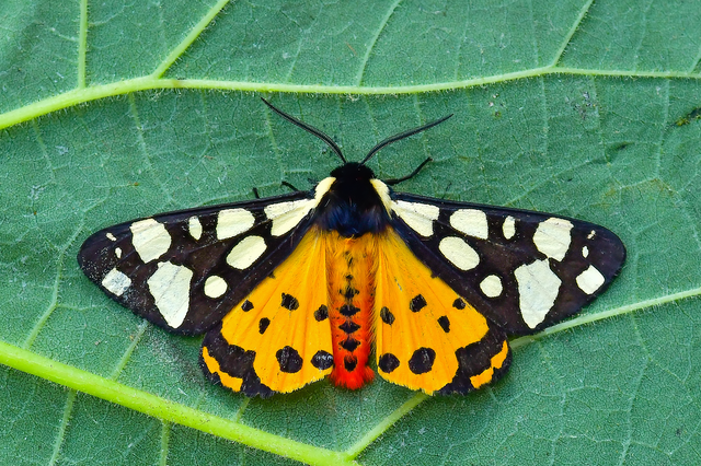 Arctia villica - fekete medvelepke