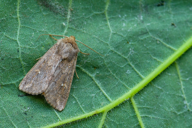 Mythimna albipuncta - fehérpettyes rétibagoly