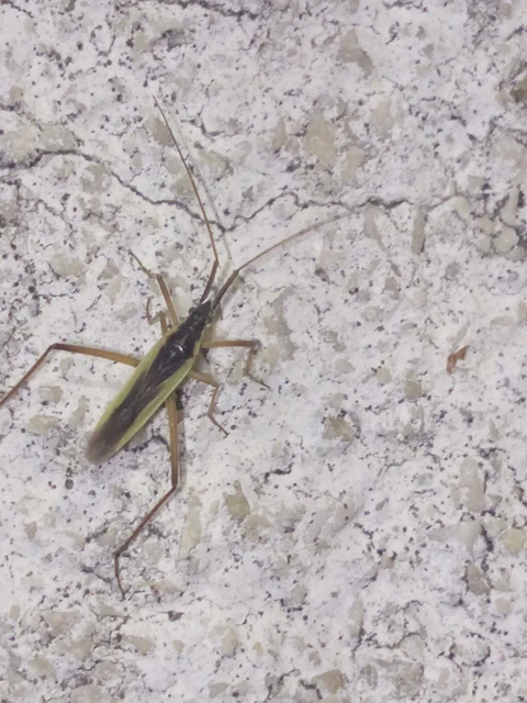 Notostira