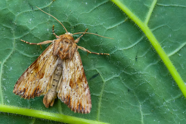 Apamea sublustris - sárgás dudvabagoly