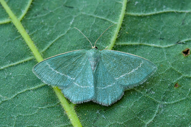 Chlorissa viridata - üdezöld araszoló