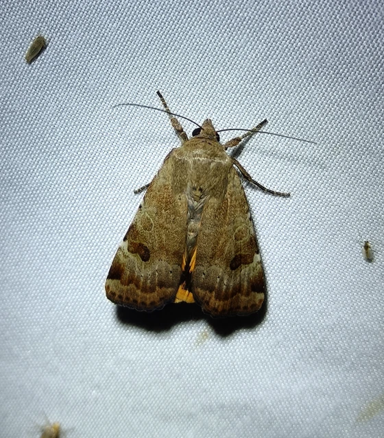 Noctua interposita - köztes sárgafűbagoly