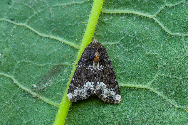 Oligia strigilis - kormos dudvabagoly