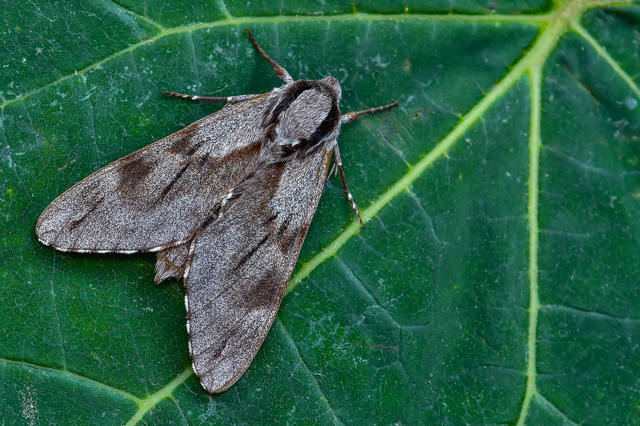 Hyloicus pinastri - fenyőszender