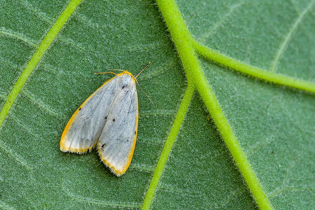 Cybosia mesomella - csontszínű molyszövő
