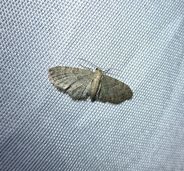 Eupithecia haworthiata - rozsdástestű törpearaszoló