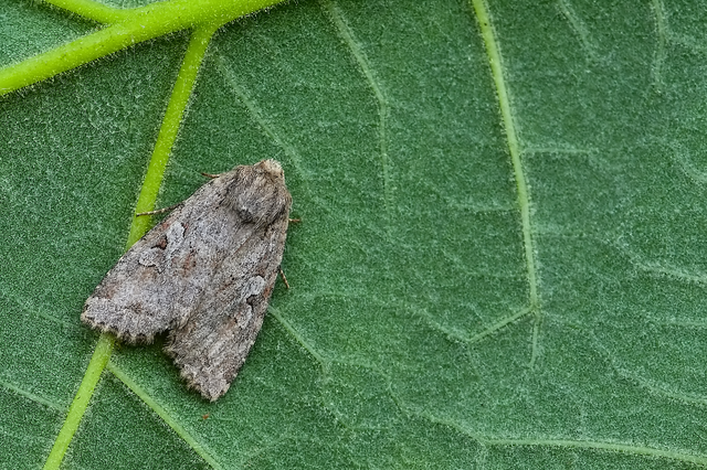Apterogenum ypsillon - ipszilon-erdeibagoly