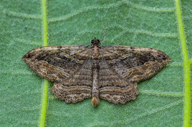 Philereme transversata - varjútövis-araszoló