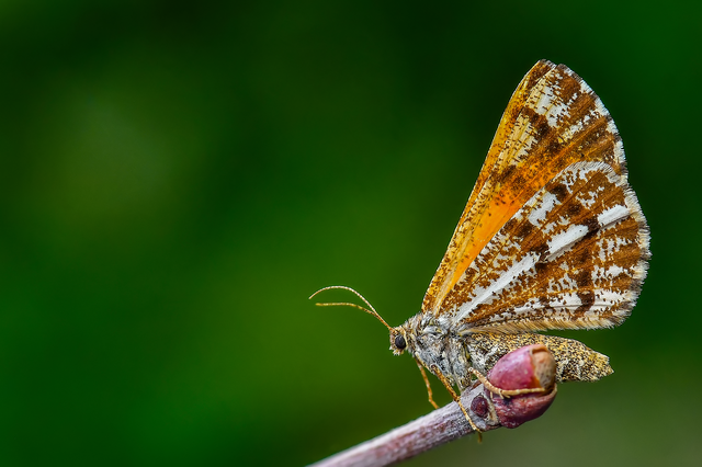 Bupalus piniaria - fenyőaraszoló