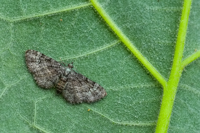 Pasiphila rectangulata - almavirág-araszoló