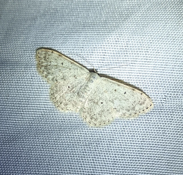 Scopula marginepunctata - pettyes sávosaraszoló