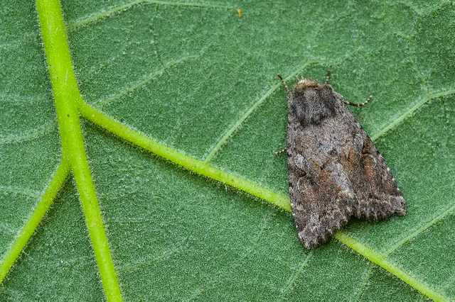 Apterogenum ypsillon - ipszilon-erdeibagoly