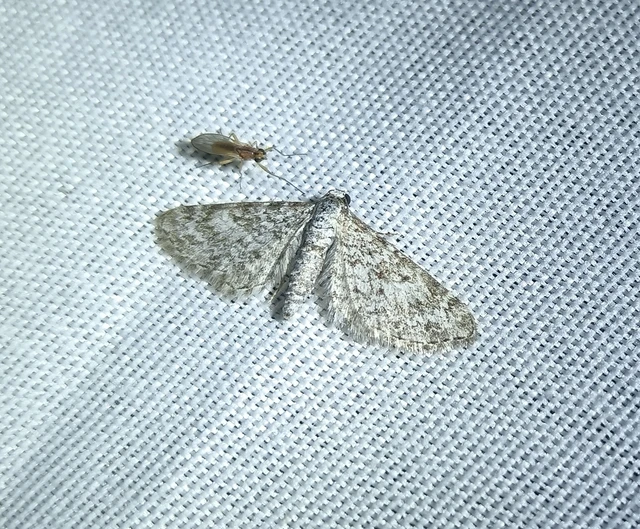 Eupithecia graphata - hangyabogáncs-törpearaszoló