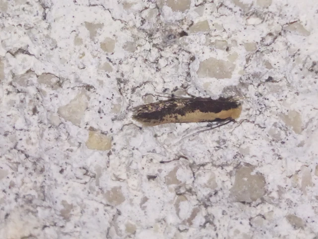 Monopis obviella - közönséges ablakosmoly