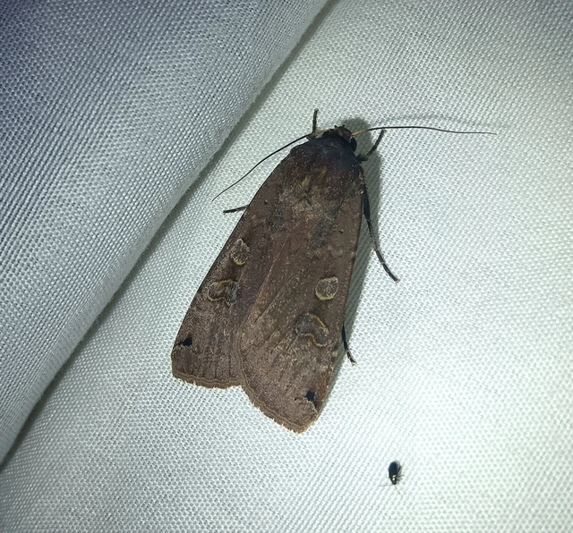 Noctua pronuba - nagy sárgafűbagoly