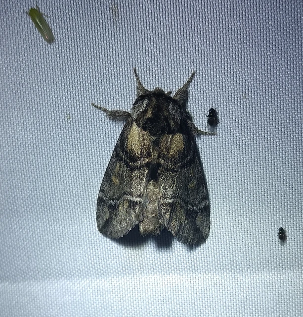 Drymonia velitaris - hegyi púposszövő