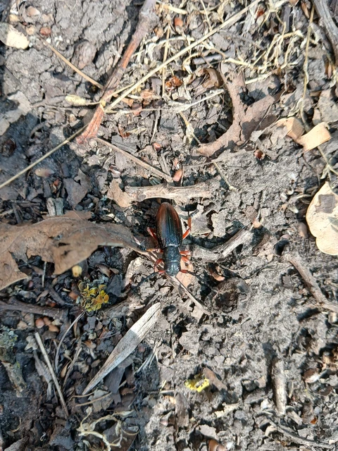 Dorcadion fulvum - barna gyalogcincér