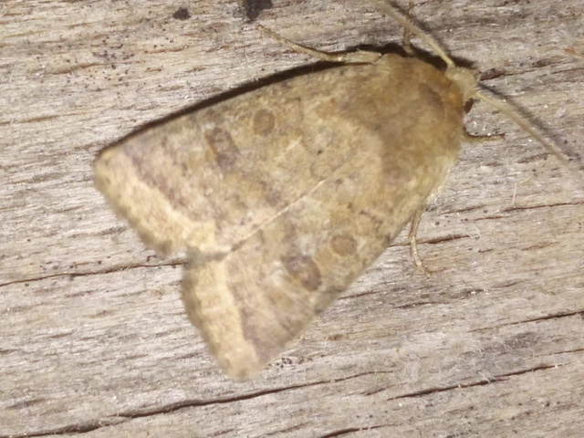 Hoplodrina octogenaria - barna selymesbagoly