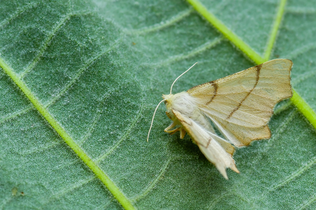 Ennomos erosaria - hársfa-levélaraszoló