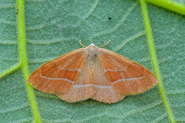 Hylaea fasciaria - erdeifenyő-sávosaraszoló