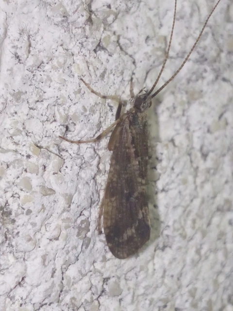 Trichoptera - Tegzesek
