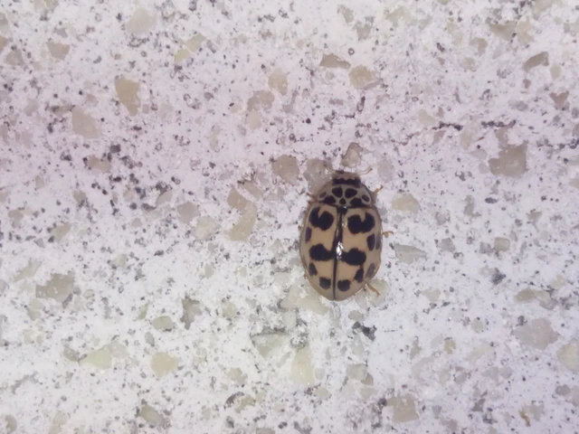 Oenopia conglobata - rózsás katica