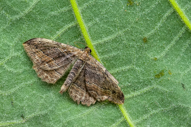 Philereme transversata - varjútövis-araszoló