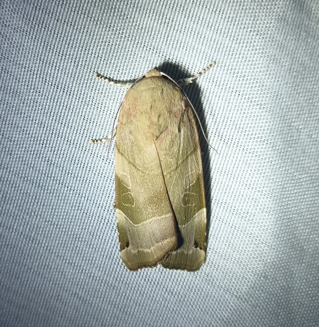 Noctua fimbriata - szélessávú sárgafűbagoly
