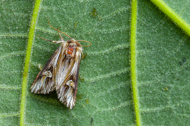 Actinotia polyodon - nagy sugarasbagoly