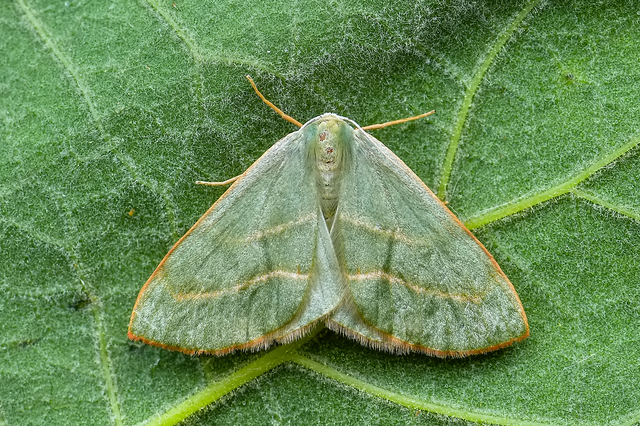 Hylaea fasciaria - erdeifenyő-sávosaraszoló