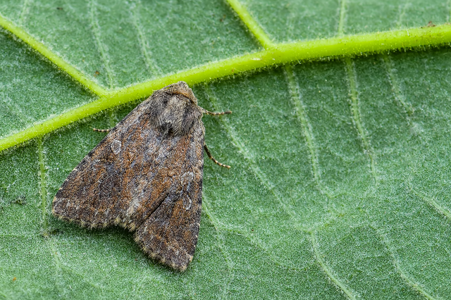 Apterogenum ypsillon - ipszilon-erdeibagoly