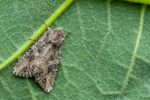 Hadula trifolii - lóherebagoly