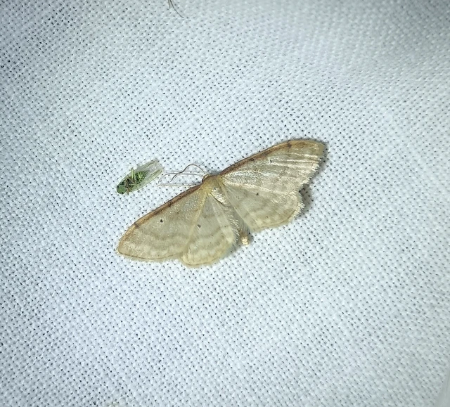 Idaea humiliata - vörösszélű apróaraszoló
