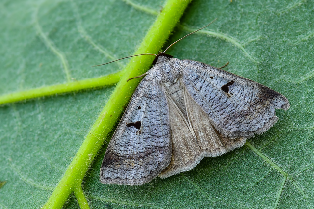 Lygephila pastinum - közönséges csüdfűbagoly