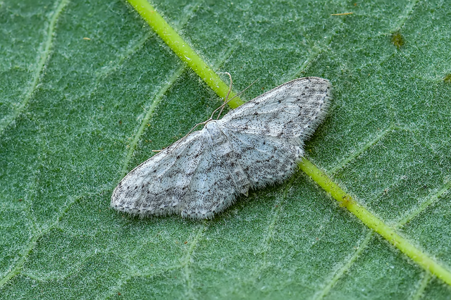 Idaea seriata - szürke apróaraszoló