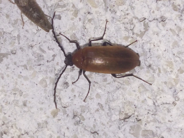 Pseudocistela ceramboides - narancssárga alkonybogár