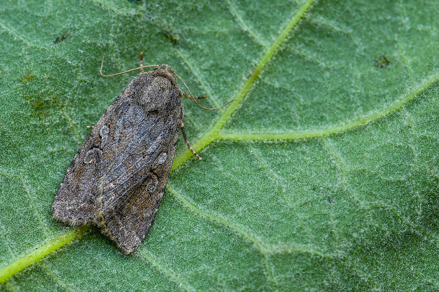 Apterogenum ypsillon - ipszilon-erdeibagoly