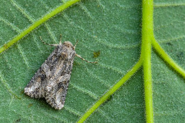 Hadula trifolii - lóherebagoly