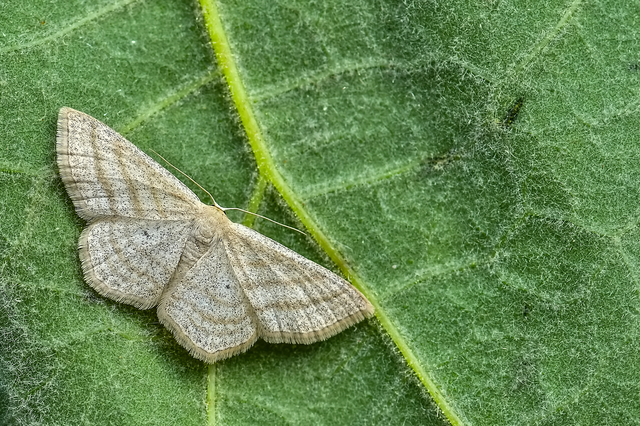 Scopula virgulata - vesszős sávosaraszoló