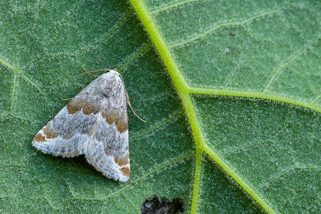 Eublemma amoena - zöldes törpebagoly