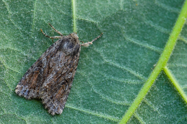 Apterogenum ypsillon - ipszilon-erdeibagoly